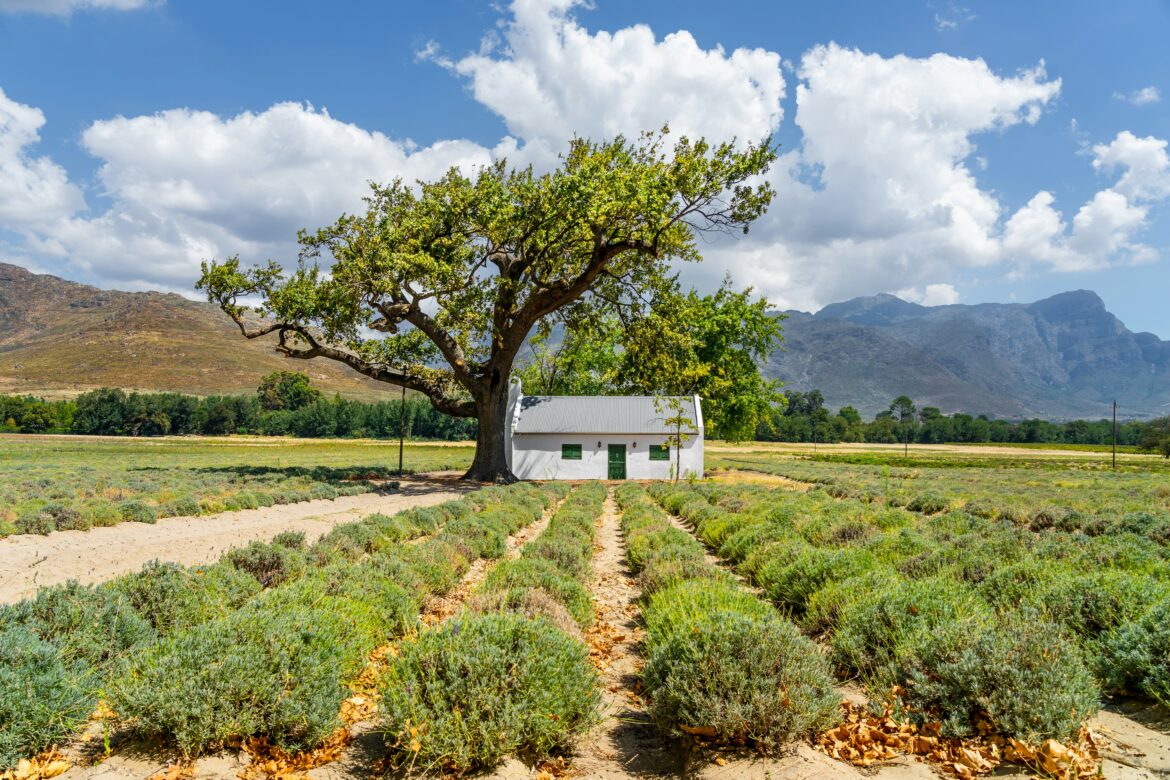Franschhoek for Food Lovers: A Culinary Escape at Maison la Bruyere
